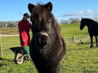 Shetland pony horses Shetlands for sale - Advert 3
