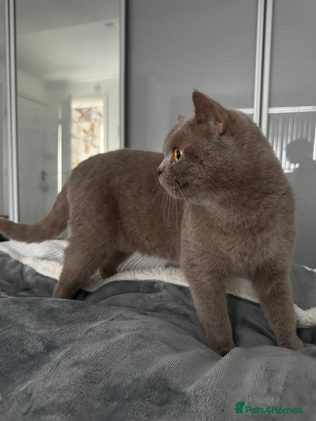 British Longhair cats for sale: Nardo - Advert 5