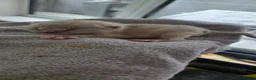 British Shorthair cats for sale: Bsh kittens in Liverpool - Advert 2