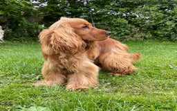 Cocker Spaniel dogs for stud: PROVEN health tested DNA & hip scored show cocker in Swansea - Image 1