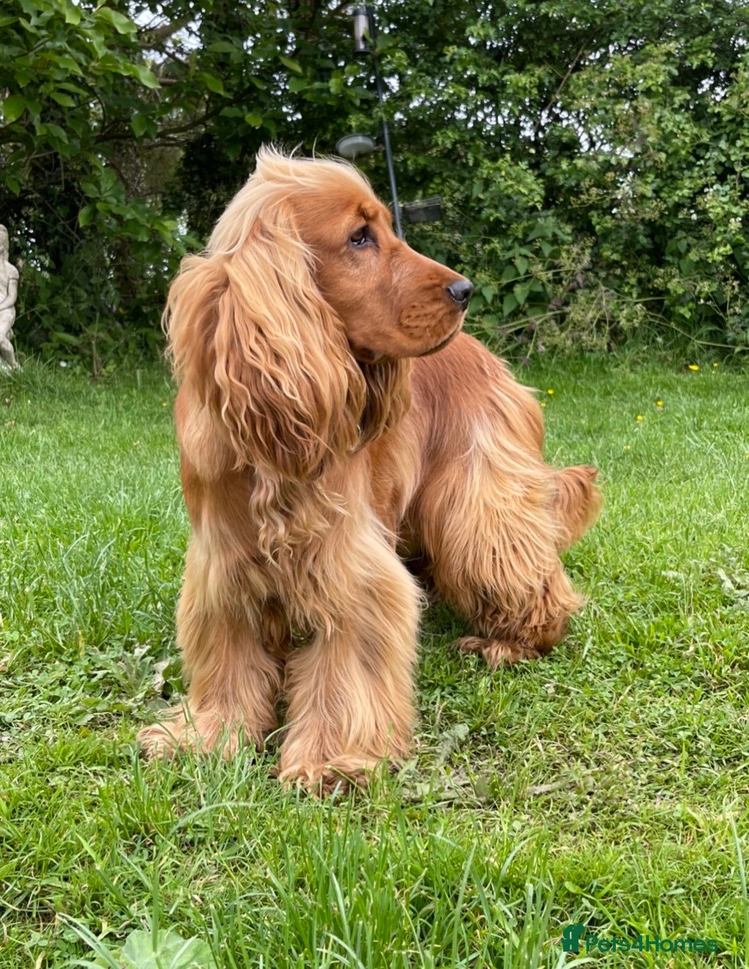 Cocker Spaniel dogs for stud: PROVEN health tested DNA & hip scored show cocker in Swansea - Image 1