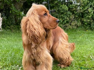 Cocker Spaniel dogs PROVEN health tested DNA & hip scored show cocker in Swansea - Advert 8