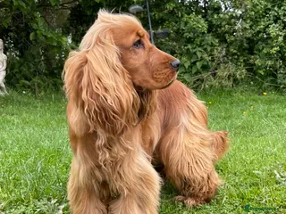 Cocker Spaniel dogs PROVEN health tested DNA & hip scored show cocker in Swansea - Advert 11