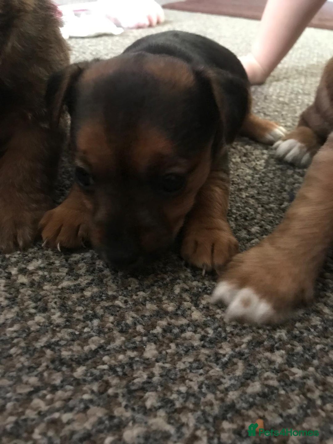 Mixed Breed dogs for sale: Jack Russell x boarder  - Advert 3