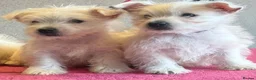 West Highland Terrier dogs for sale: West highland terrier  - Advert 8