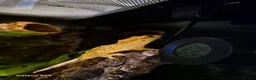 Gecko reptiles for sale: Lovely Crested Gecko and complete setup in Ardrossan - Advert 6