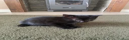 Mixed Breed cats for sale: Beautiful kittens  - Advert 8