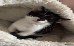 Domestic Shorthair cats for sale: Domestic short haired kittens for sale  - Image 7