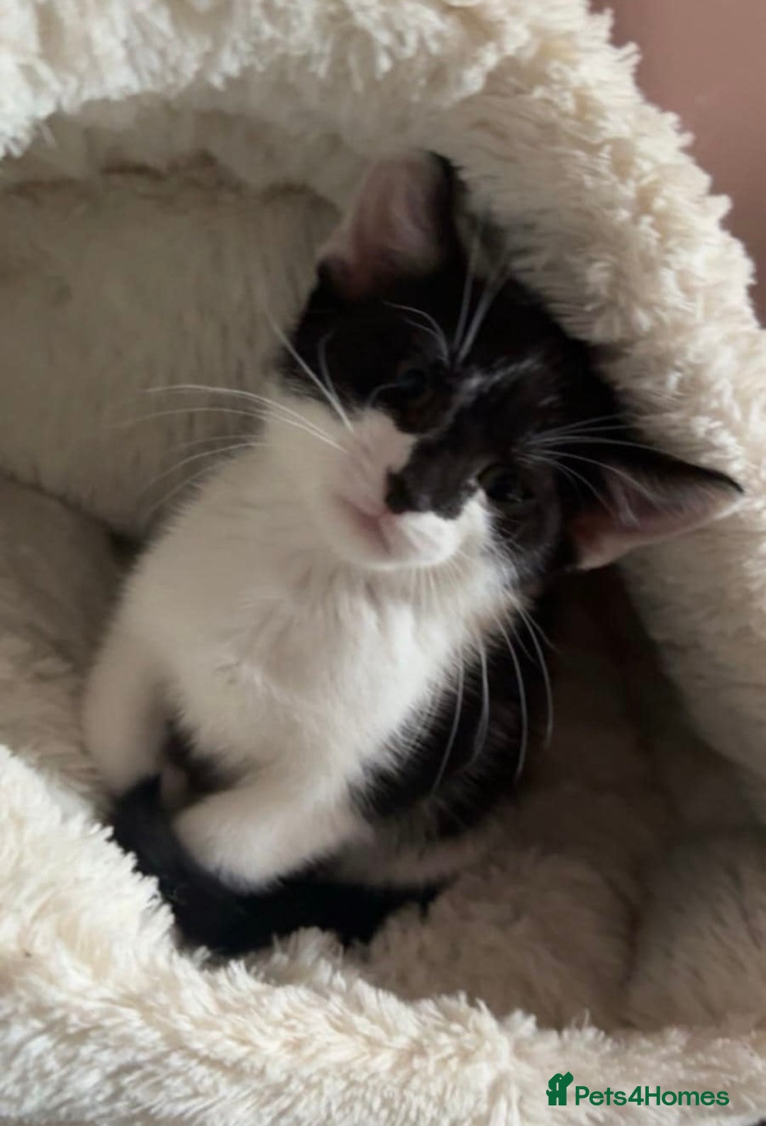 Domestic Shorthair cats for sale: Domestic short haired kittens for sale  - Image 7