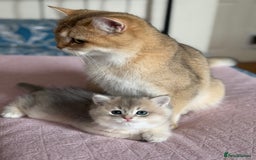 British Shorthair cats for sale: Ready now golden BSH - Image 29