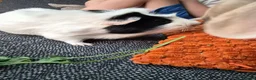 Guinea Pig rodents for sale: guinea pig - Advert 5
