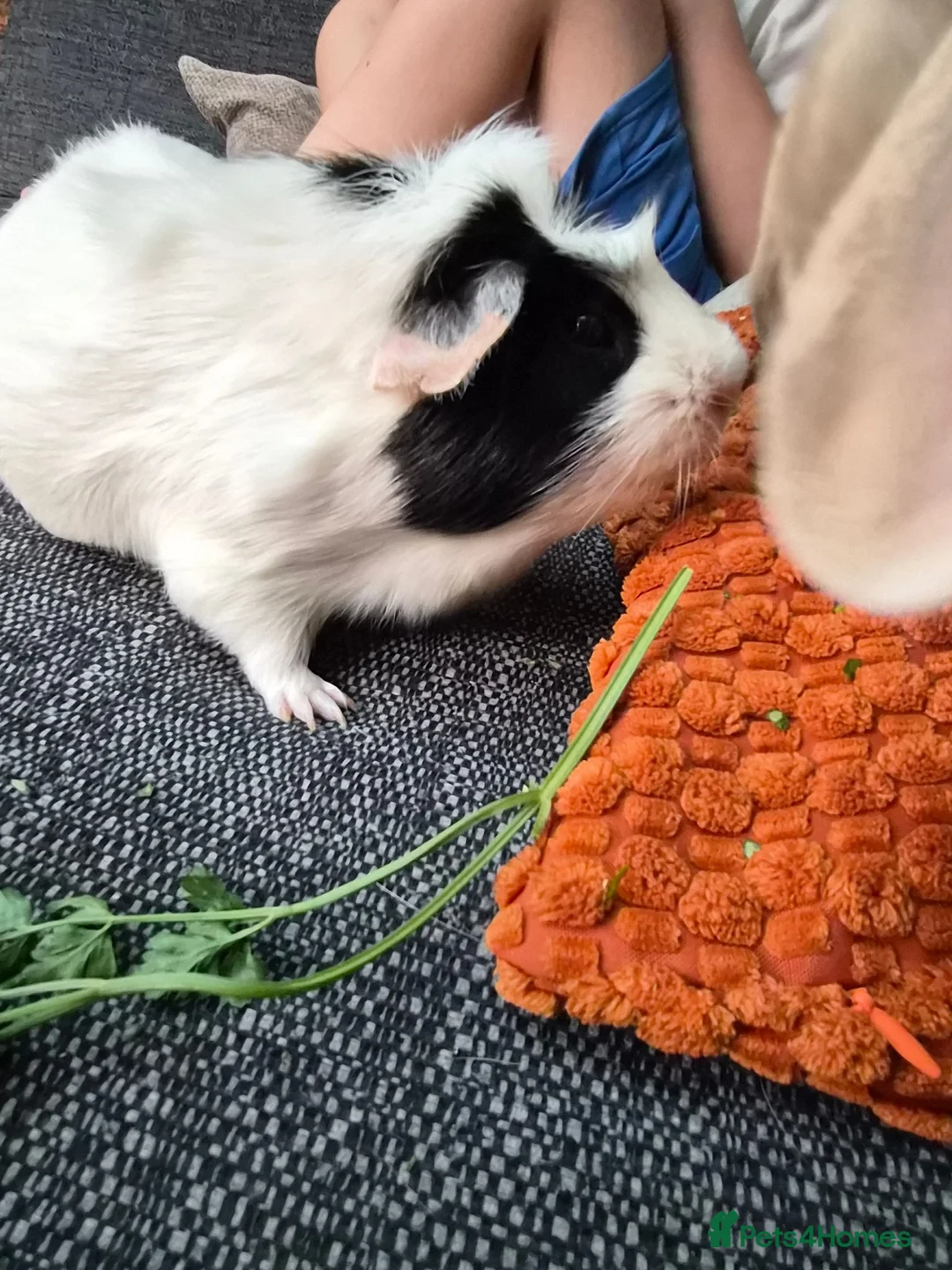 Guinea Pig rodents for sale: guinea pig - Advert 5