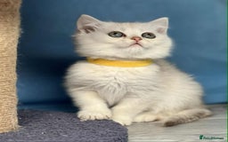 British Shorthair cats for sale: Stunning BSH golden/silver Kittens TICA - Image 4