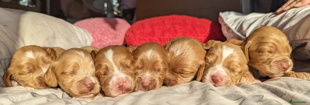 Cockapoo dogs for stud: *PROVEN* DNA TESTED F/F Gene Red Cockapoo Stud in Coventry - Advert 11