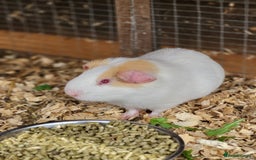 Guinea Pig rodents for sale: 4 Month Old Male Guinea Pigs - Image 2