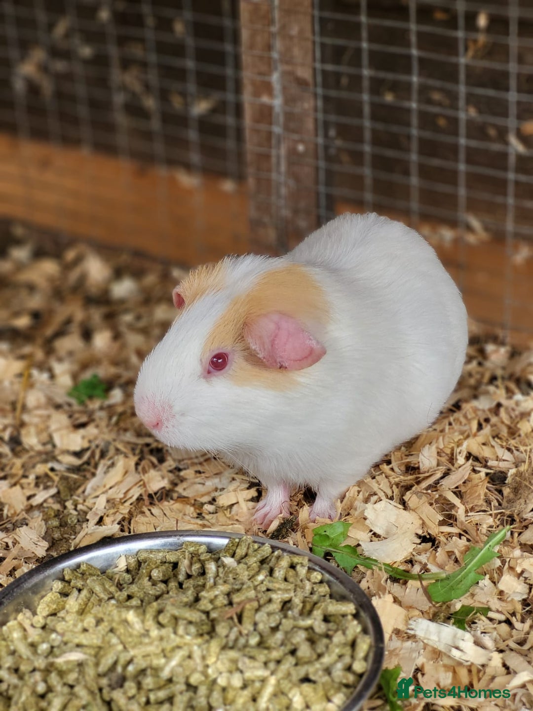 Guinea Pig rodents for sale: 4 Month Old Male Guinea Pigs - Image 2