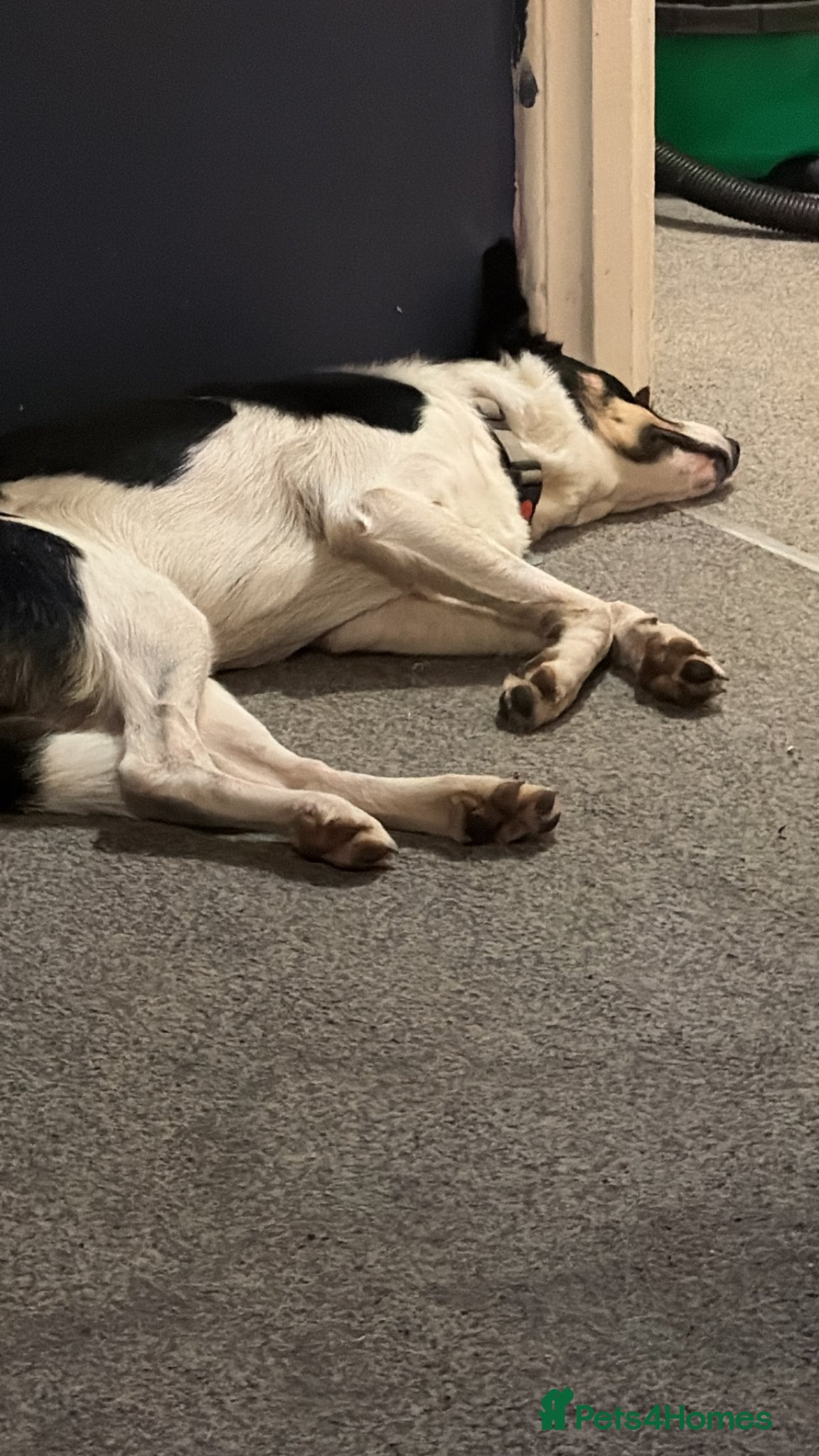 Border Collie dogs Marley needing forever home  - Advert 1