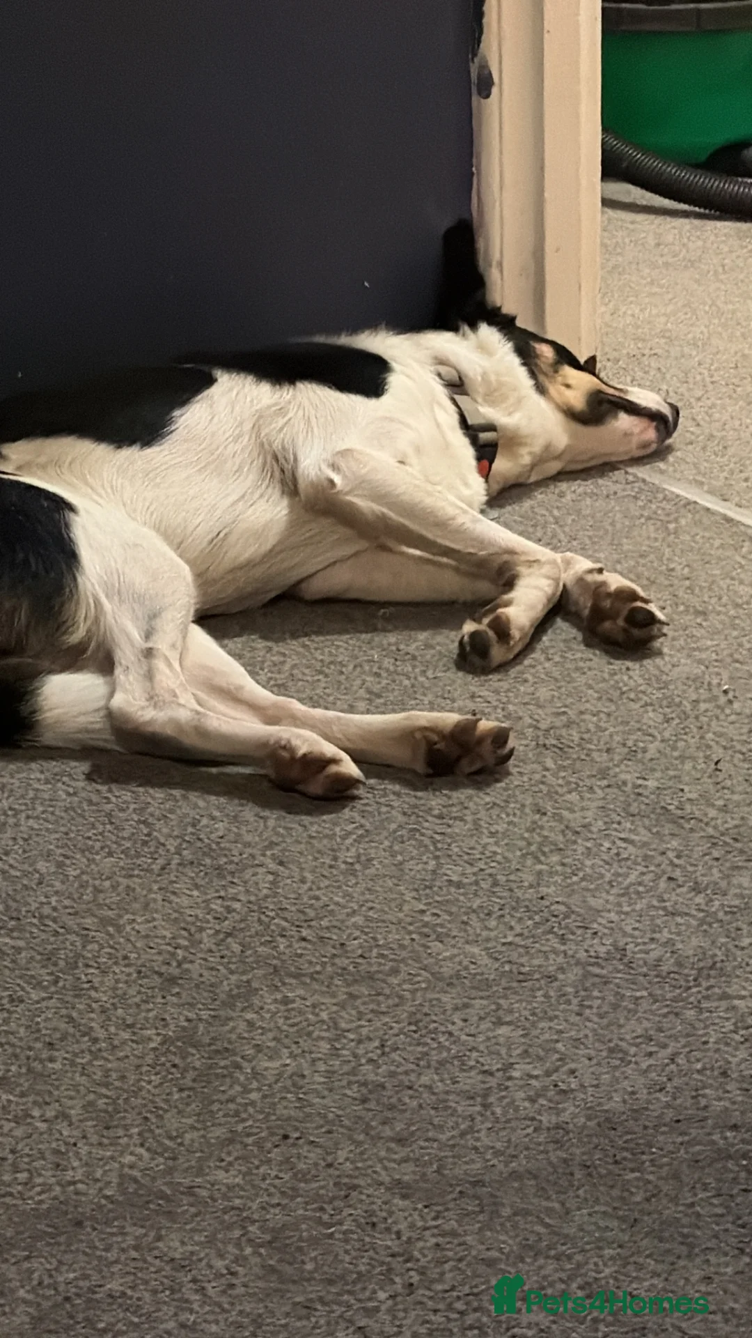 Border Collie dogs for adoption: Marley needing forever home  - Advert 1