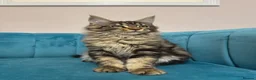 Maine Coon cats for sale: TICA Pedigree Registered Maine Coon Kittens - Advert 11