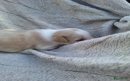 Mixed Breed dogs for sale: Spanish jack Russell (bodeguero) x border collie - Image 15