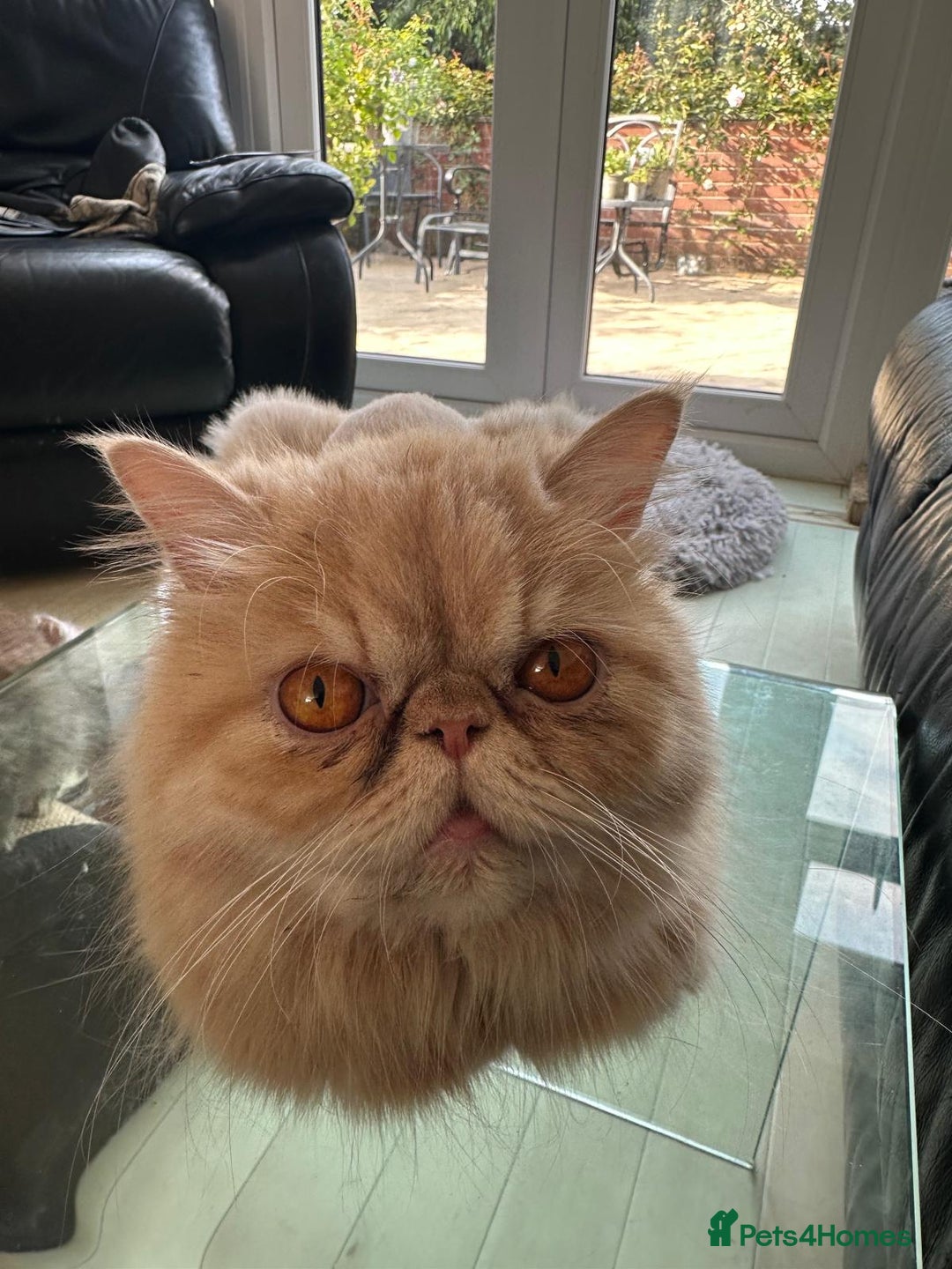 Persian cats for sale: Two multicoloured Persian females - Image 19