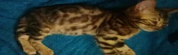 Mixed Breed cats for sale: Beautiful Part Bengal Kittens  - Advert 31