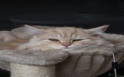Scottish Fold cats for sale: Scottish Fold Kitten  - Image 5