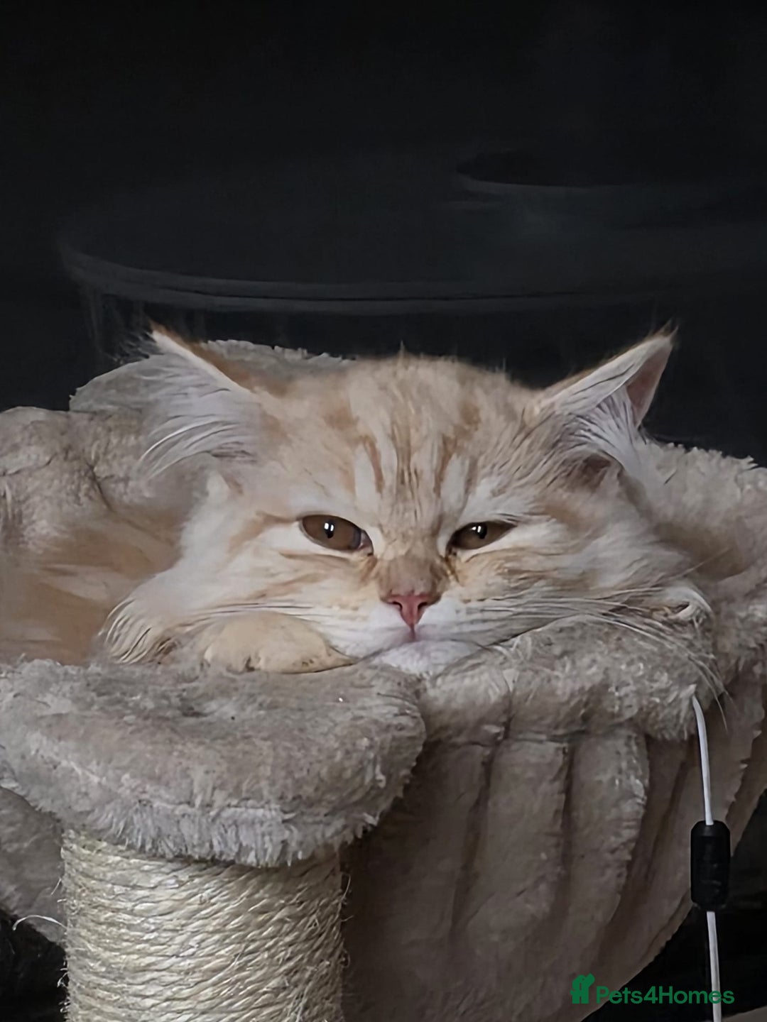 Scottish Fold cats for sale: Scottish Fold Kitten  - Image 5