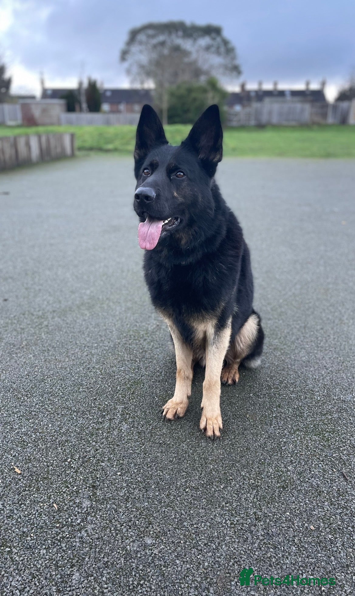 German Shepherd dogs Fully Trained Family GSD 🥇 - Advert 4