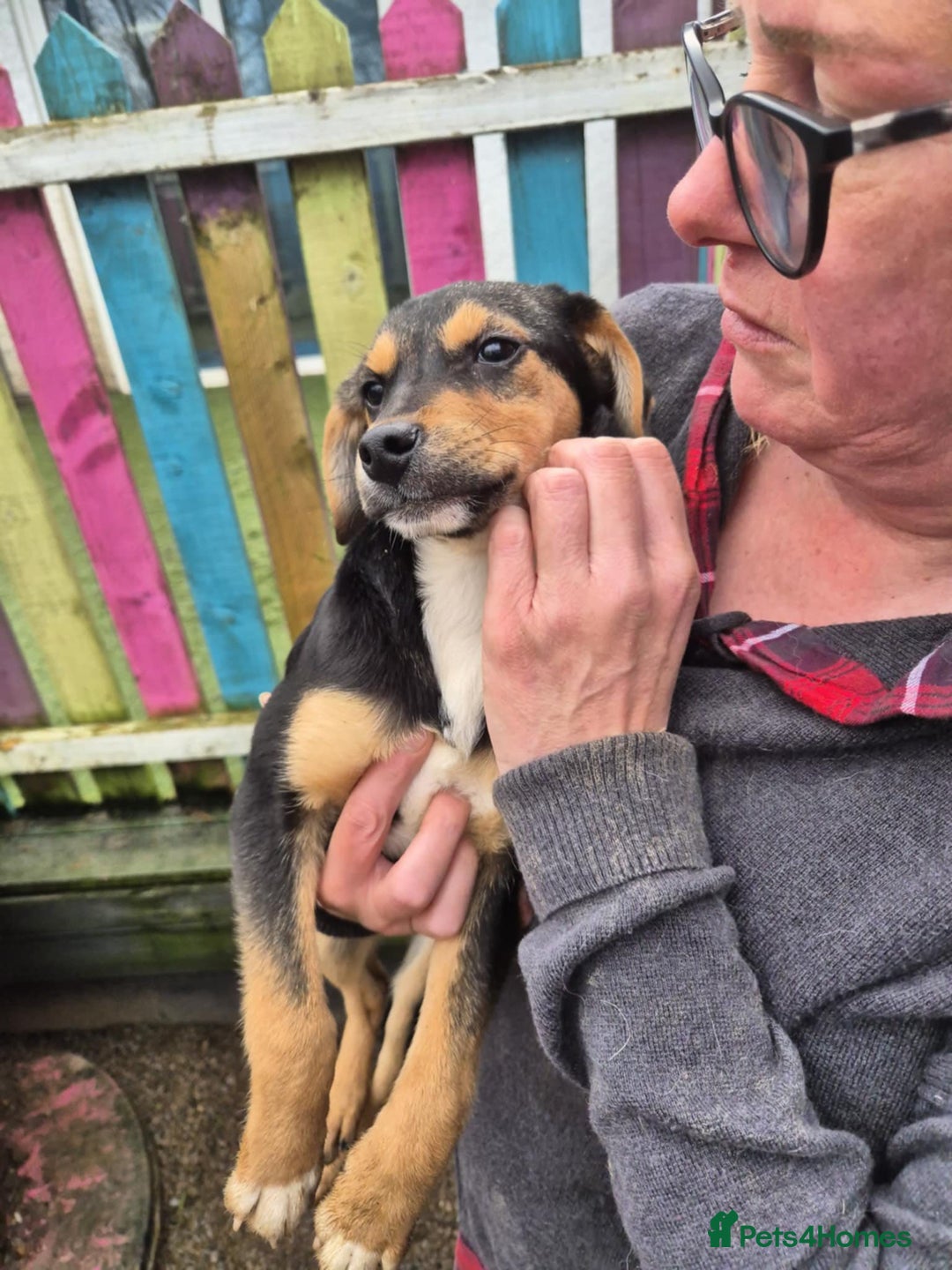 Mixed Breed dogs for adoption: Ivy - In Ayr Looking for a home  - Advert 6