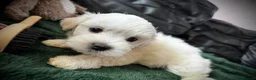 Maltese dogs for sale: >>PUREBRED BEAUTIFULLY MALTESE PUPPIES<< - Advert 31