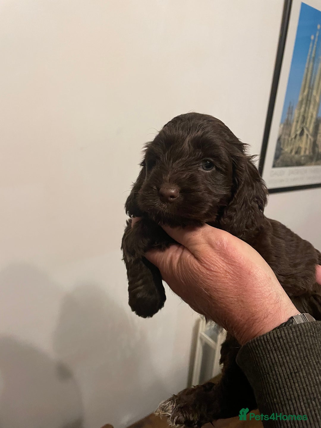 Cockapoo dogs for sale: Cockapoo puppies - Image 4
