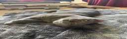 British Shorthair cats for sale: 1x British Shorthair| 2x Bengal Cats  - Advert 19