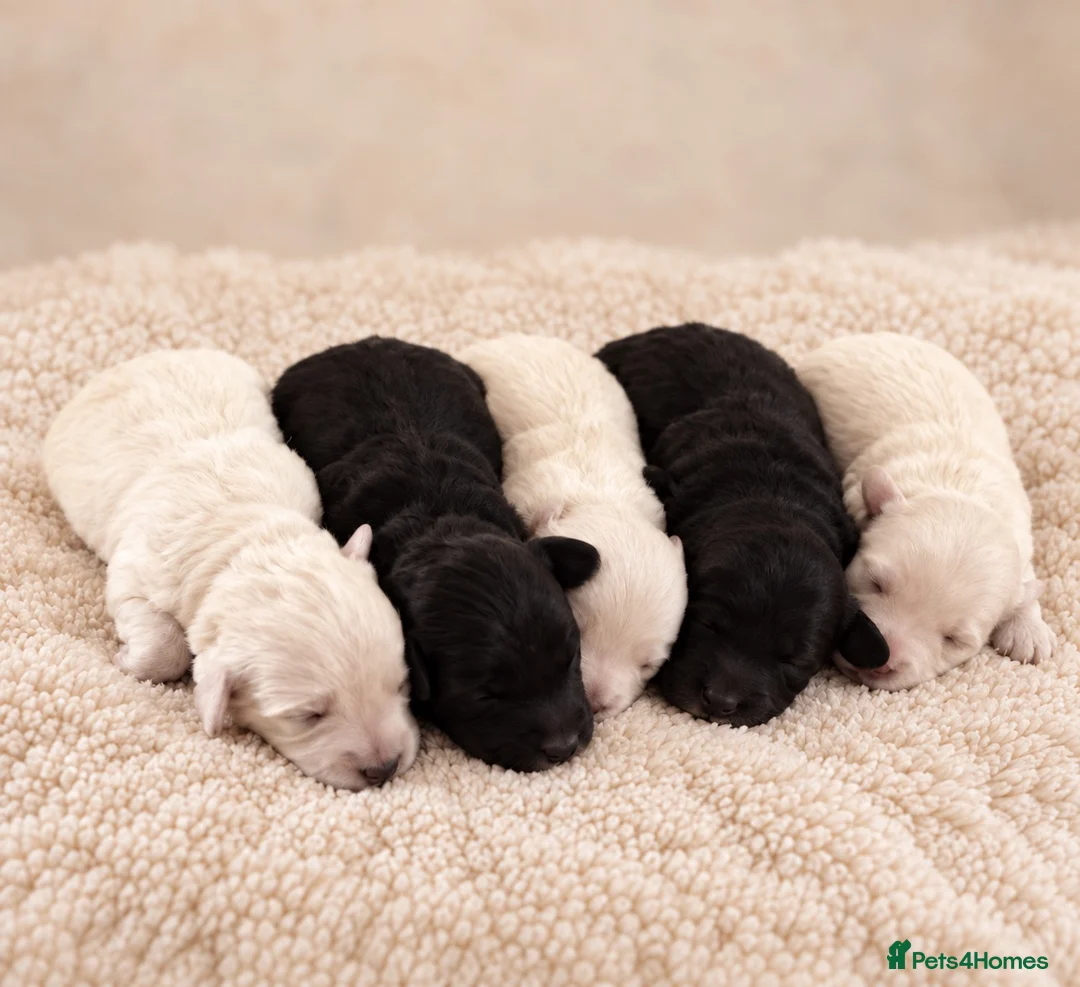 Maltipoo dogs for sale: Home raised Maltipoo puppies 2 boys, 3 girls in Chelmsford - Advert 1