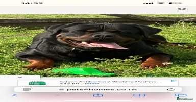 Rottweiler dogs - Advert 1