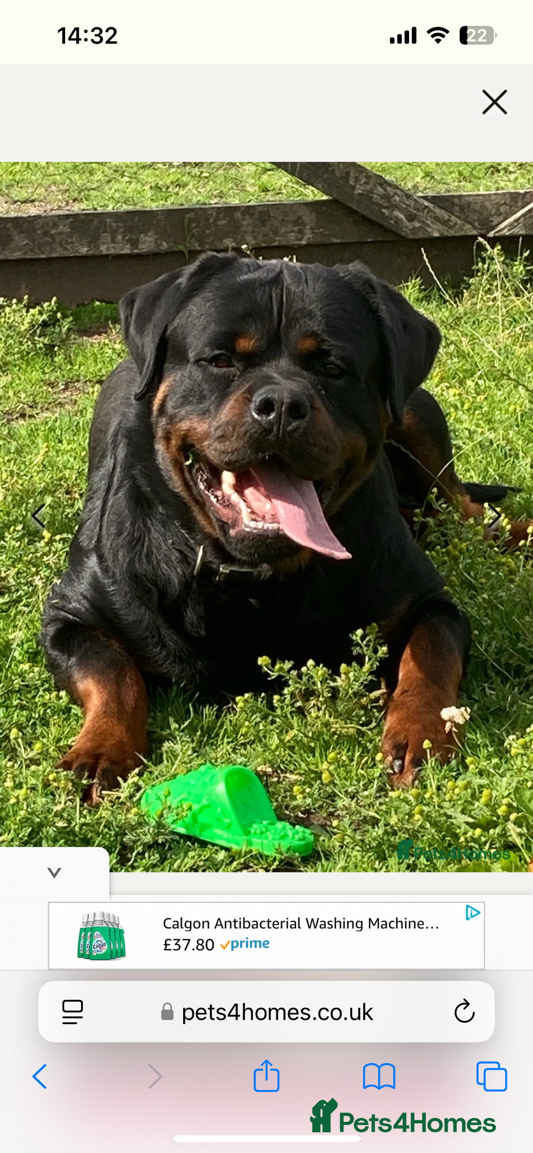 Rottweiler dogs for sale: The best of the best Rottweilers  - Image 3