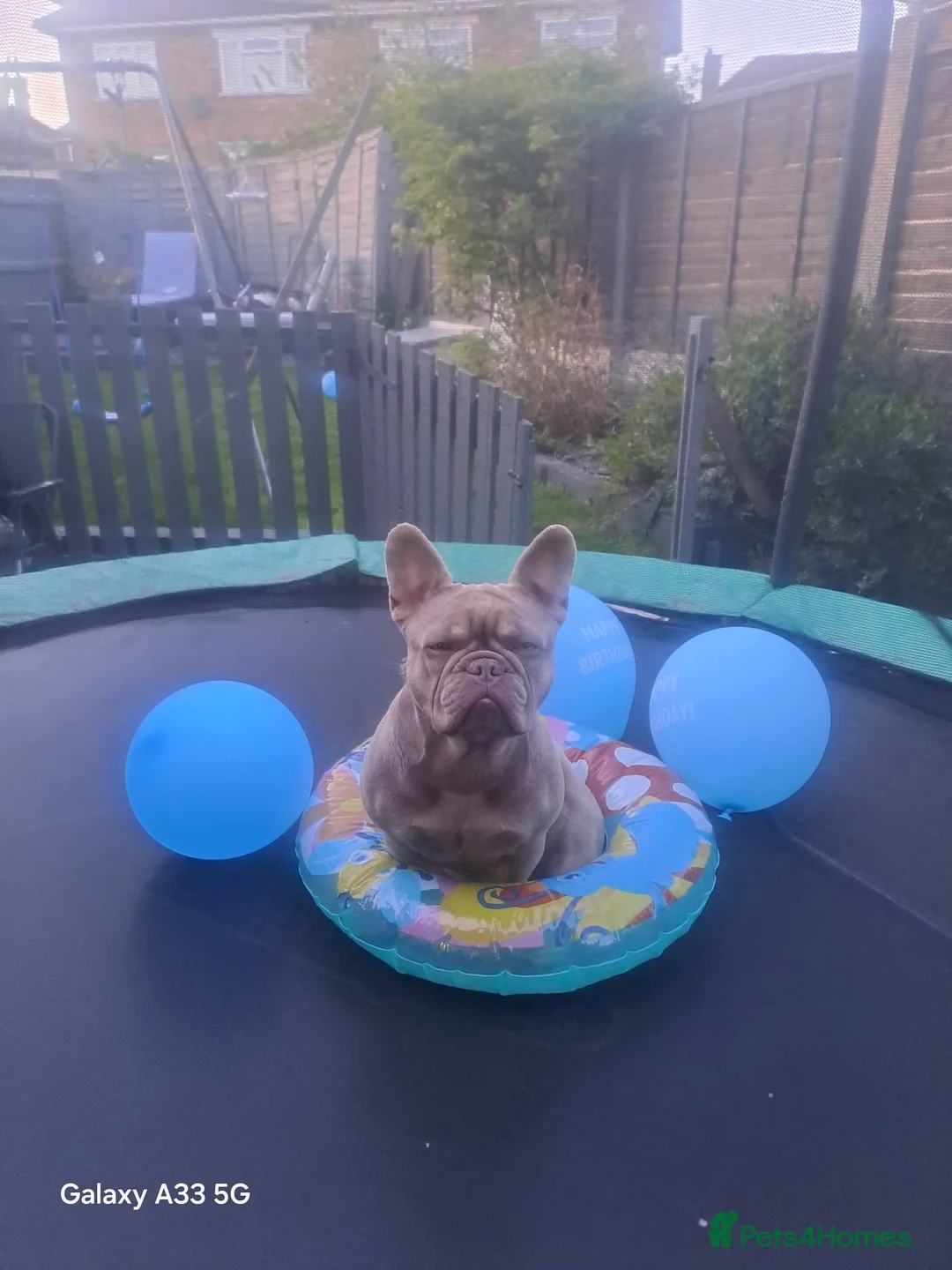French Bulldog dogs for sale: Isabella frenchie  - Advert 2