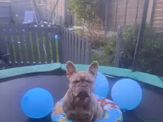 French Bulldog dogs Isabella frenchie - Advert 2