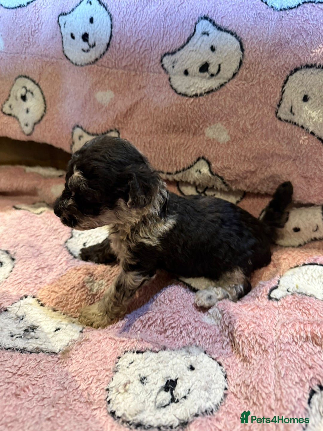 Toy Poodle dogs for sale: Exquisite Toy Poodle pups - Health tested parents - Image 7