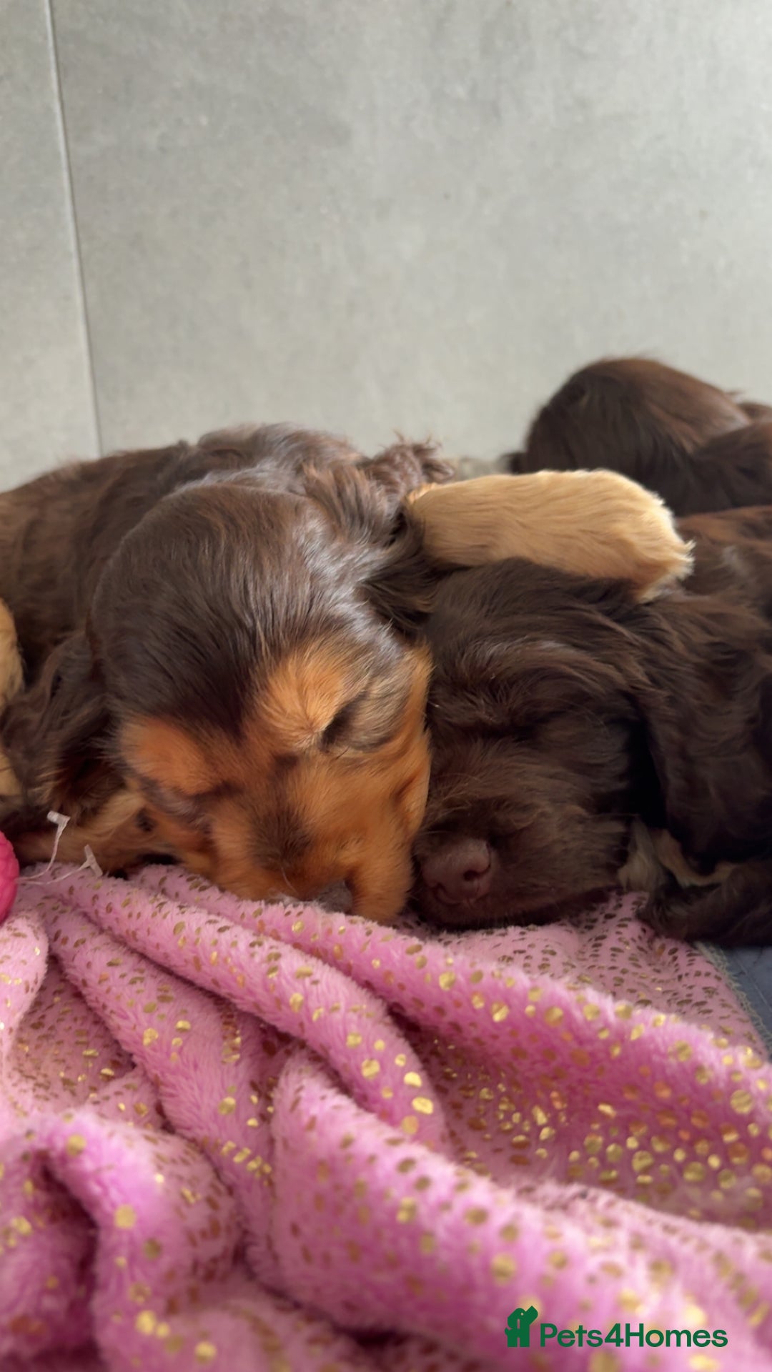 Cocker Spaniel dogs for sale: Ready to go last chocolate show cocker spaniel - Image 31