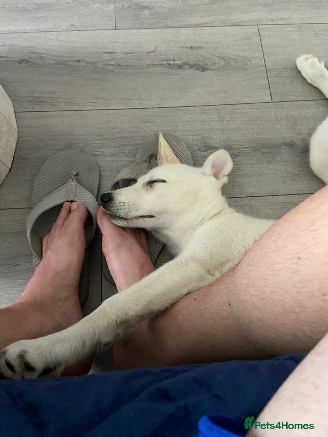 Mixed Breed dogs for sale: Huskador pup - Image 6
