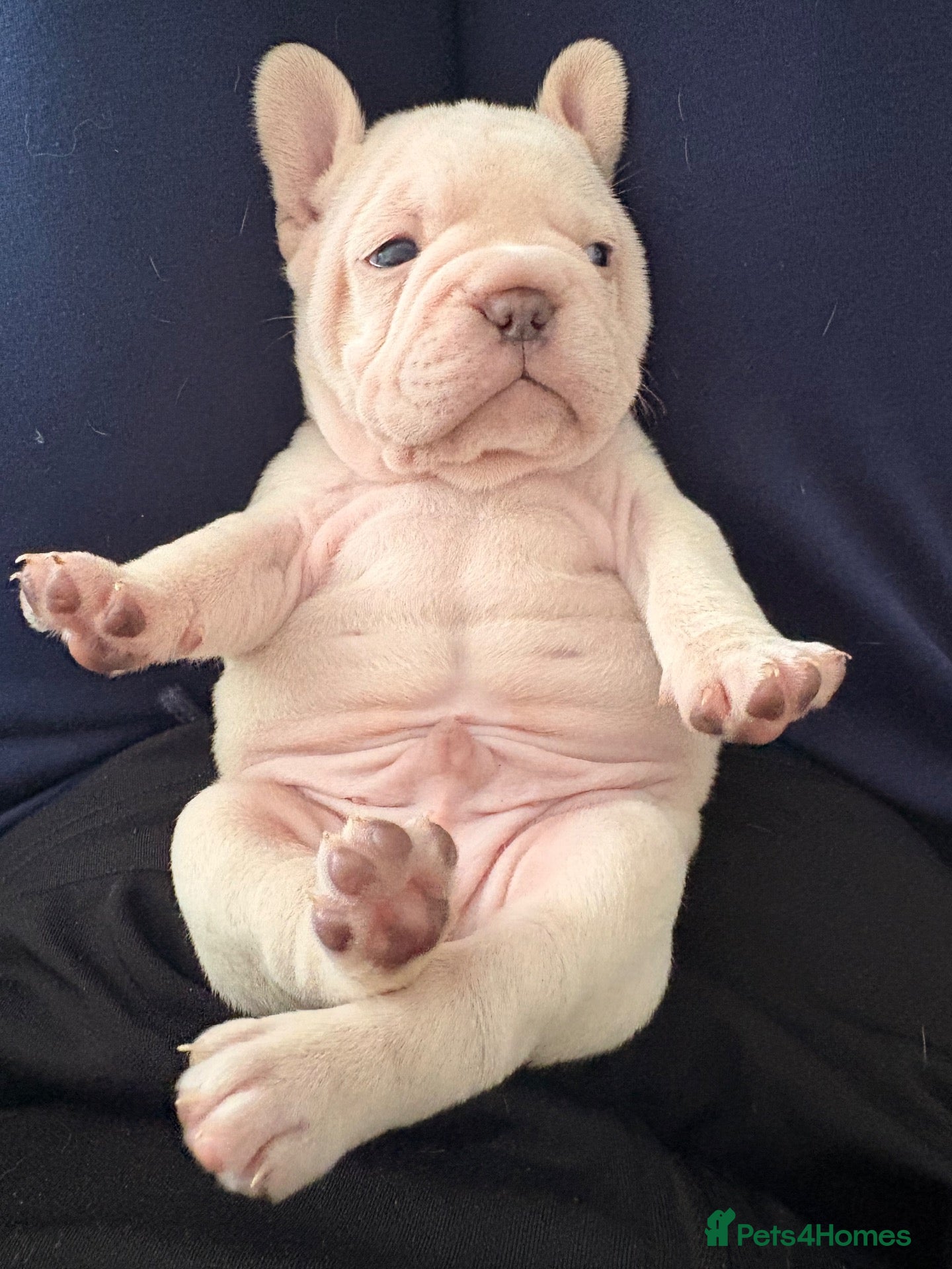 French Bulldog dogs KC French Bulldogs  - Advert 2