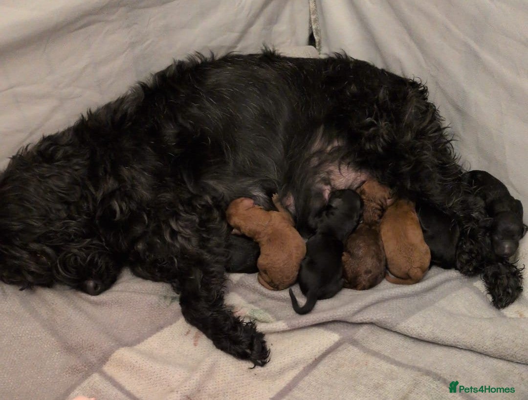 Cockapoo dogs for sale: ⭐Cockapoo beauties born to steal hearts⭐ - Advert 11