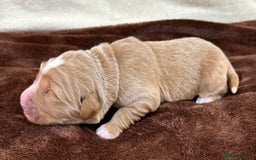 Double Doodle dogs for sale: Stunning Double Doodle Puppies  - Image 16