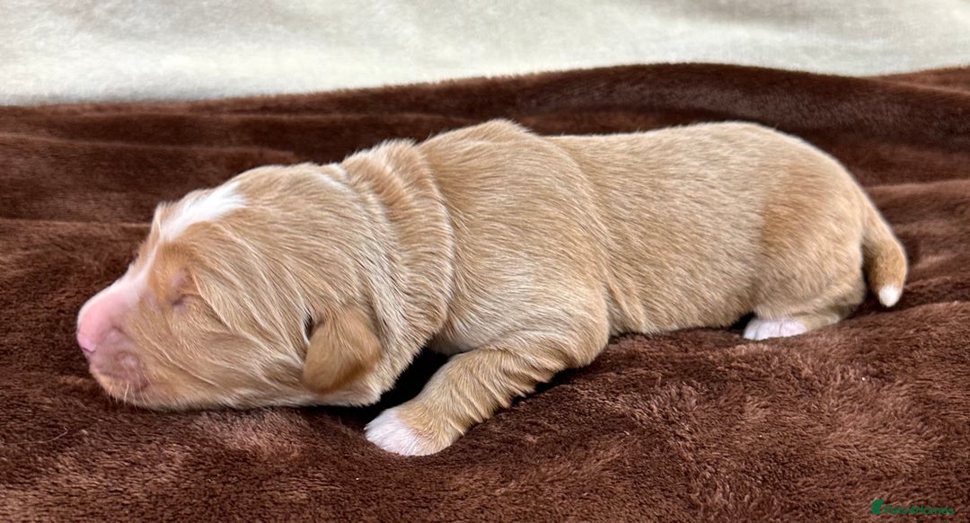 Double Doodle dogs for sale: Stunning Double Doodle Puppies  - Image 16