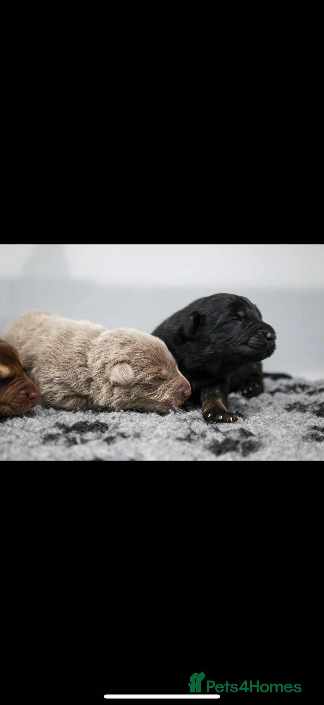 German Shepherd dogs for sale: ❤️KC pups ✨ health tested parents  - Advert 13