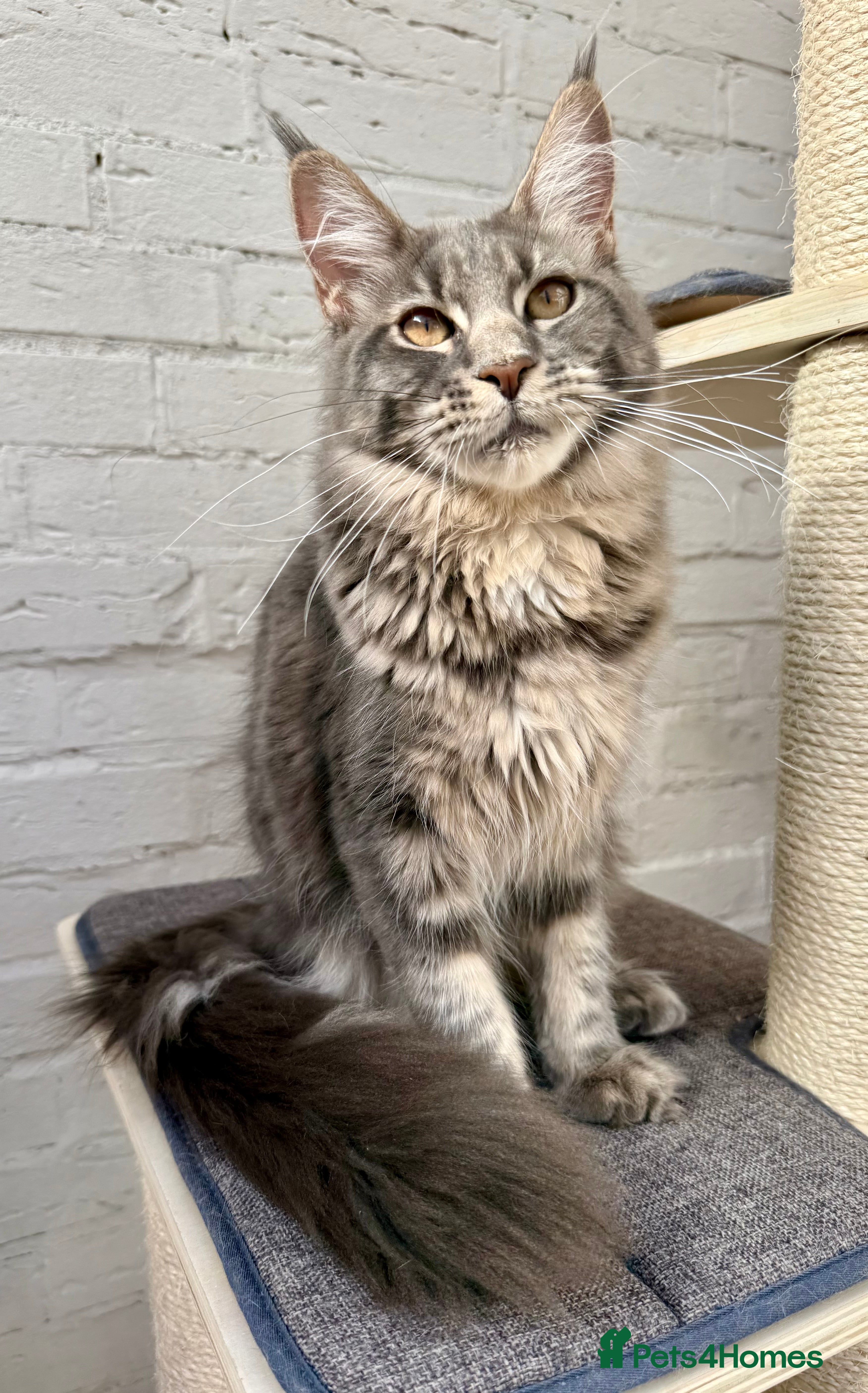 Maine Coon cats TICA Registered Pedigree Blue Silver Maine Coon - Advert 2