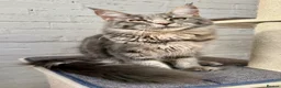 Maine Coon cats for sale: TICA Registered Pedigree Blue Silver Maine Coon - Advert 14