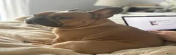 French Bulldog dogs for stud: KC Registered Blue Fawn French Bulldog Stud - Advert 7