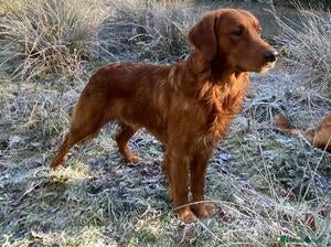 Golden Retriever dogs Wonderful litter KC reg golden retriever furballs - Advert 2